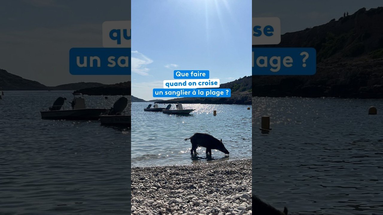 Que faire quand on croise un sanglier à la plage