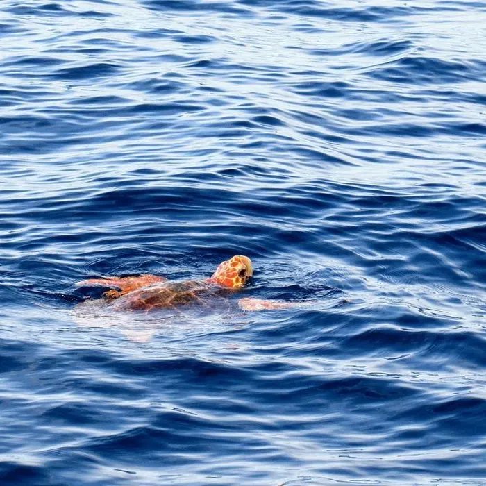 Sa carapace présentait des traces d’hélice : une tortue luth retrouvée morte par des pêcheurs dans la rade de Marseille  (Ouest-France)