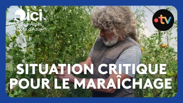 Sécheresse, canicule, la situation est critique pour l’élevage et le maraîchage