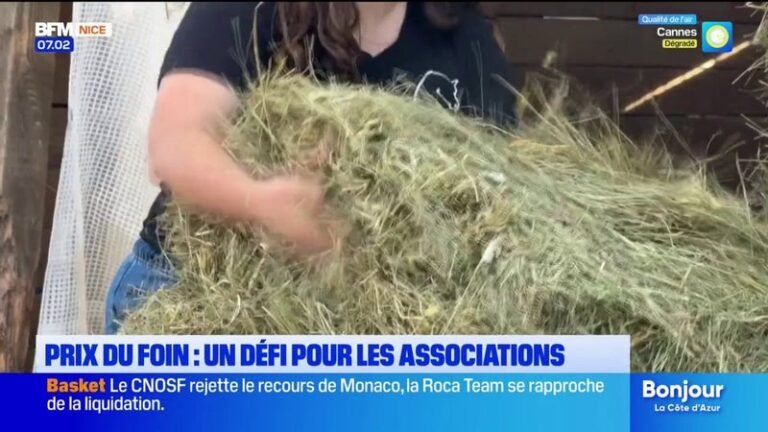 Sécheresse : le prix du foin augmente de près de 12%
