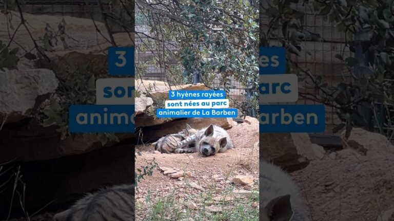 Trois hyènes rayées sont nées au parc animalier de La Barben