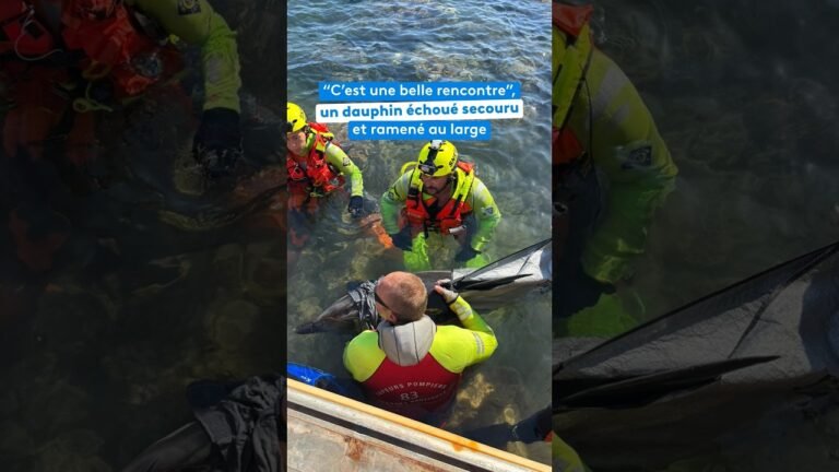 Un dauphin échoué secouru et ramené au large dans le Var
