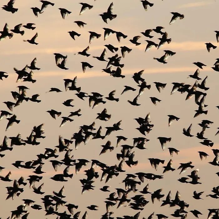 Une association réclame l’interdiction de la chasse au canard autour d’un site naturel du Var où vivent 7 300 oiseaux  (Ouest-France)