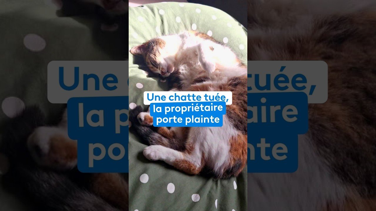 Une chatte tuée, sa propriétaire porte plainte
