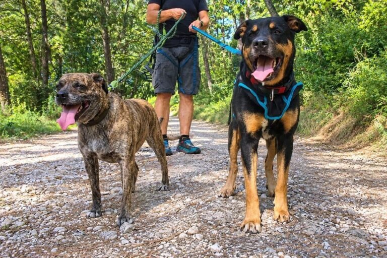 Vol de la chienne Poska au refuge de Mougins : la présidente de l’association Au service des animaux 06 demande de la fermeté à l’encontre du voleur