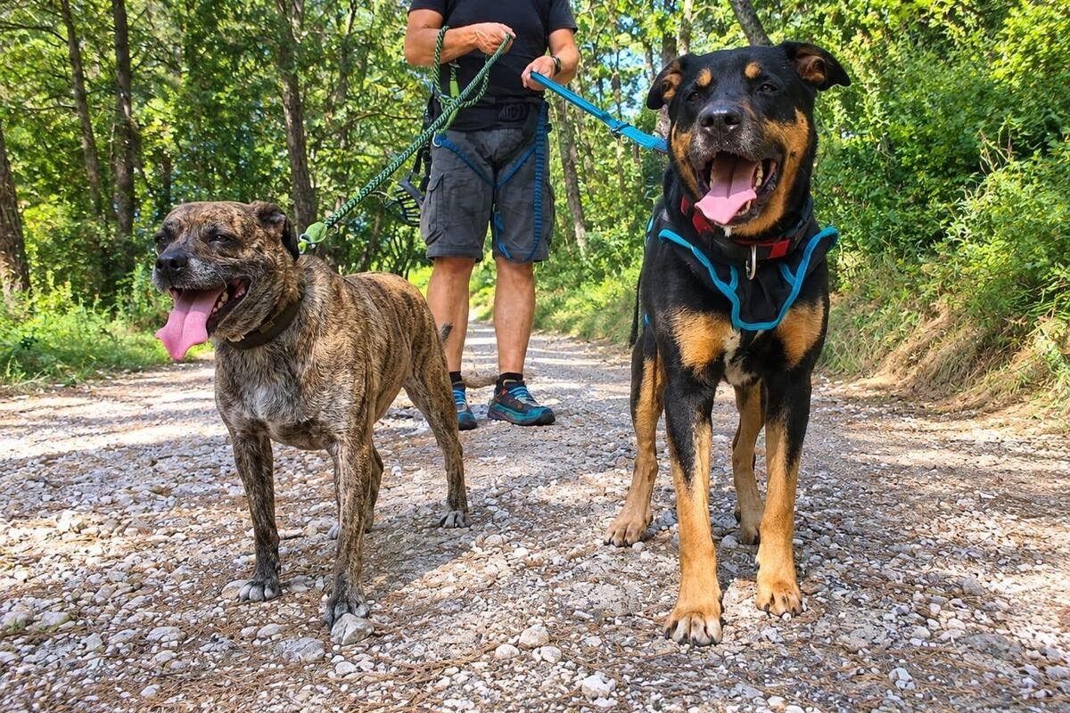 Vol de la chienne Poska au refuge de Mougins : la présidente de l’association Au service des animaux 06 demande de la fermeté à l’encontre du voleur
