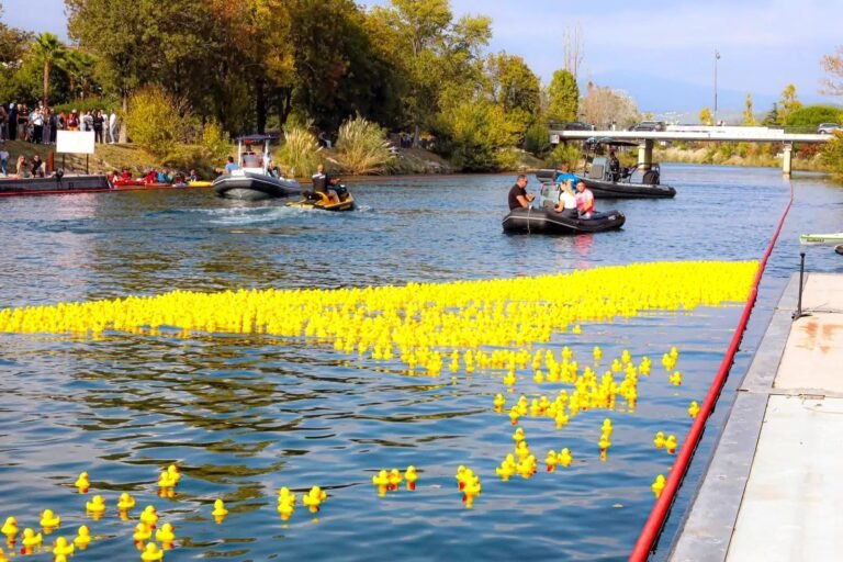À Mandelieu, mais pourquoi 6.000 canards vont être lâchés dans la Siagne ce samedi
