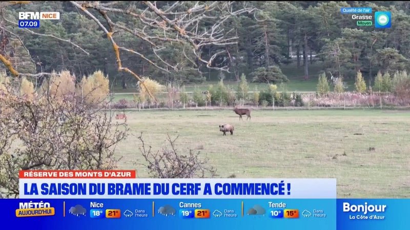 Alpes-Maritimes : le brame des cerfs résonne jusqu’à 100 décibels à la Réserve des Monts d’Azur