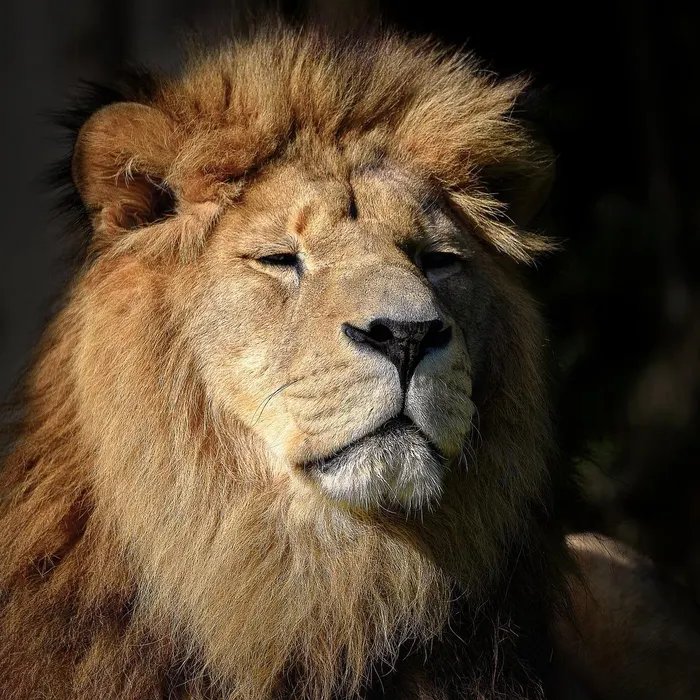 Ce zoo du Var a douze mois pour organiser le départ de ses grands félins, dont la présence n’est « plus souhaitée »  (Ouest-France)