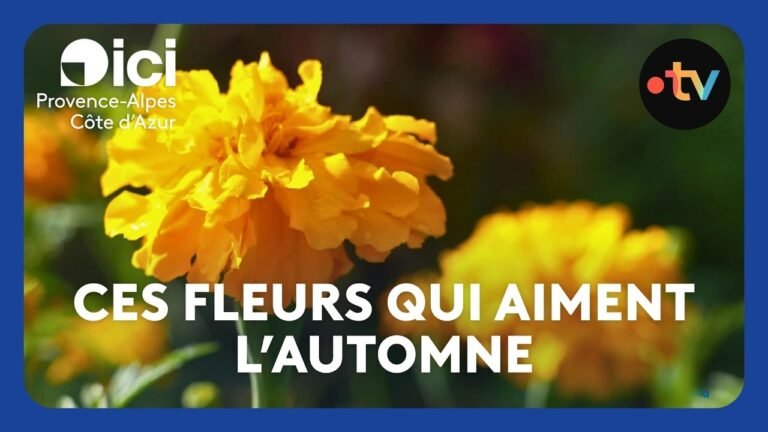 Ces fleurs qui aiment l’automne : 7 variétés qui fleurissent quand les autres fanent