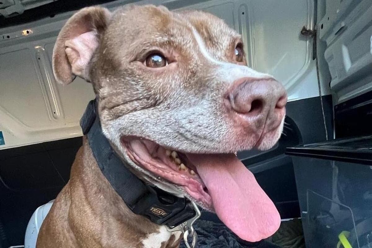 « C’est très rare d’intervenir trois fois en une journée » : cette association a sauvé 7 chiens et chats vivant dans des conditions insalubres à Cannes