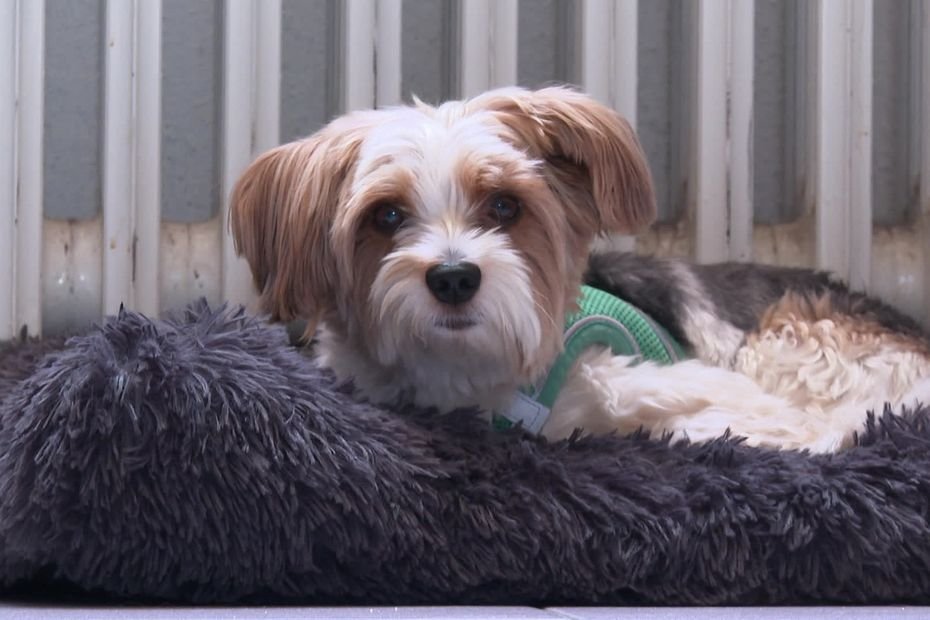 « C&rsquo;est vraiment du bonheur ! » : dans cette mairie, les employés peuvent venir avec leurs chiens