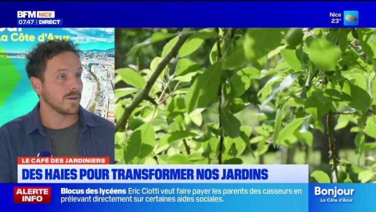 Comment aménager et entretenir des haies dans son jardin ?