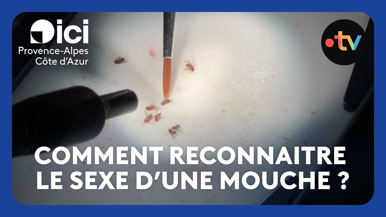 Comment différencier une mouche mâle d&rsquo;une mouche femelle ? C&rsquo;est impossible à l&rsquo;œil nu