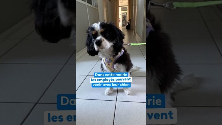 Dans cette mairie, les employés peuvent venir avec leur chien