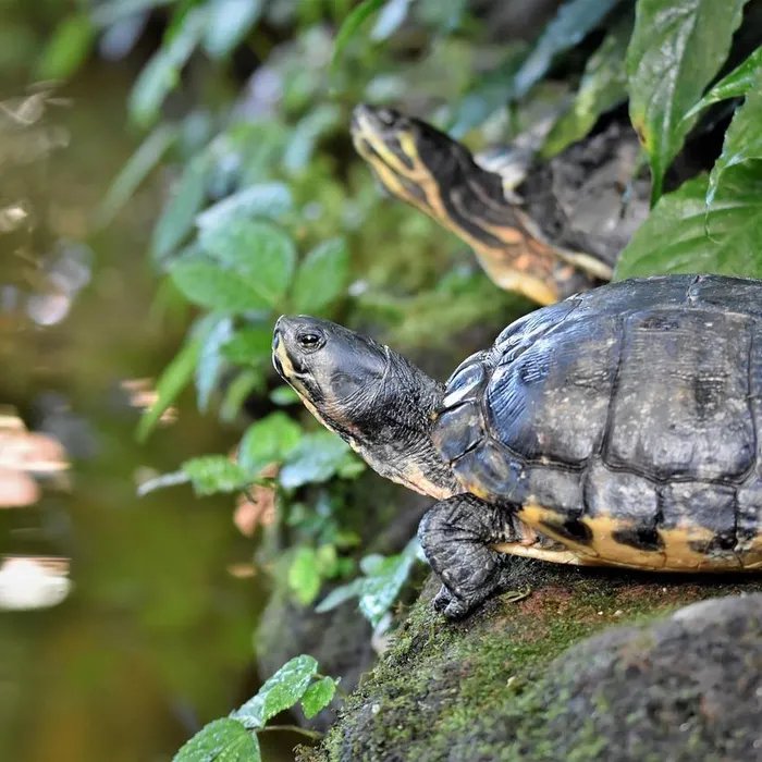 Elle vivait dans le Var il y a 150 millions d’années : une nouvelle espèce de tortue marine a été découverte  (Ouest-France)