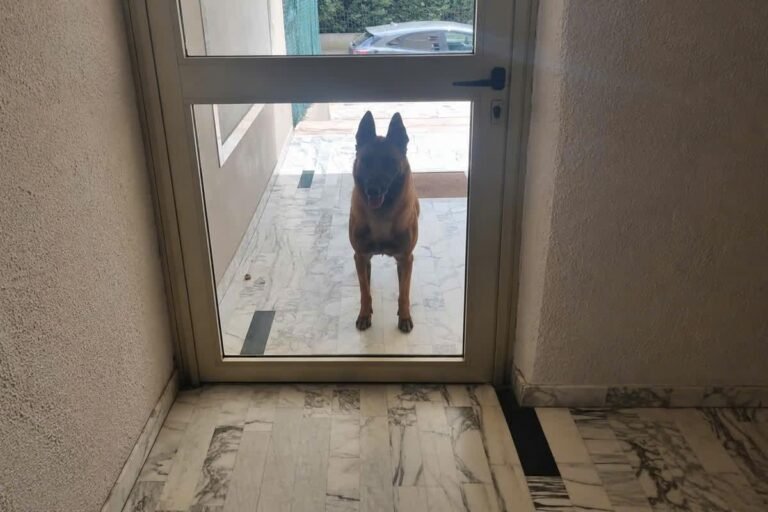 « Face à la gravité des faits, il a accepté qu’on place son chien » : ce malinois semait la terreur au Cannet, des mesures prises pour apaiser la situation