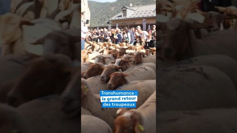 Fête de la transhumance 2026 à Roubion