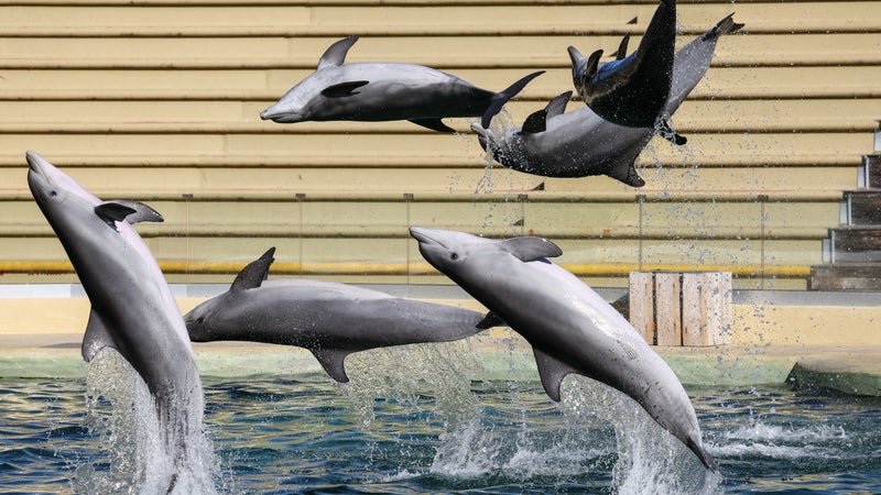 « Il est mort d&rsquo;un transfert décidé pour l&rsquo;industrie de la captivité »: colère d&rsquo;associations après le décès en Espagne d&rsquo;un dauphin du Marineland