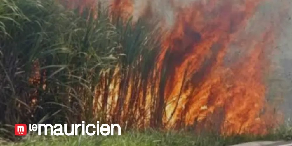 Industrie sucrière : 17 450 tonnes de cannes à sucre brûlées à ce jour