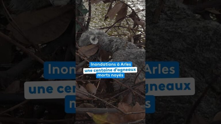 Inondations à Arles une centaine d&rsquo;agneaux morts noyés