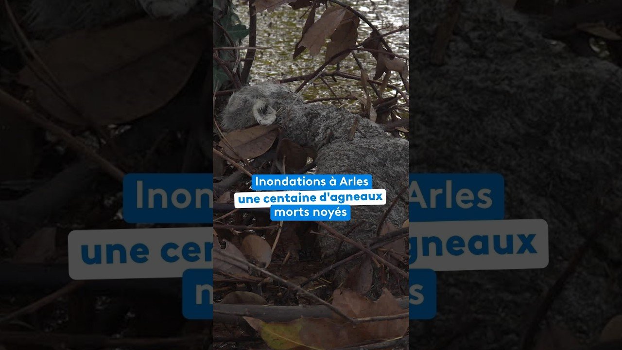 Inondations à Arles une centaine d&rsquo;agneaux morts noyés