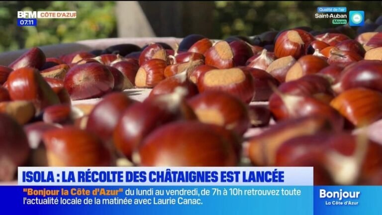 Isola : une belle récolte de châtaignes attendue cette année
