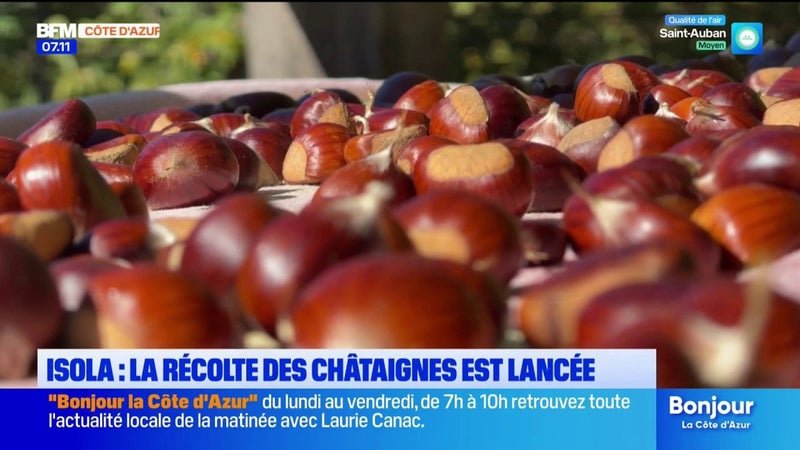 Isola : une belle récolte de châtaignes attendue cette année