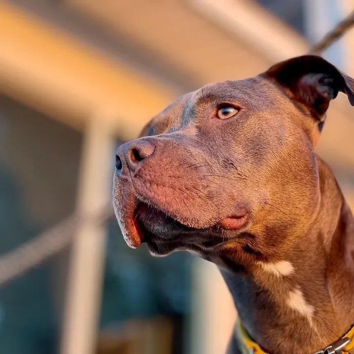 La police sauve deux pitbulls qui vivaient enfermés dans une pièce insalubre, à Marseille  (Ouest-France)