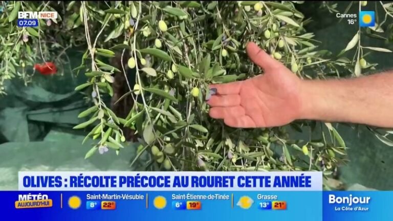 La récolte des olives avancée de trois semaines dans les Alpes-Maritimes