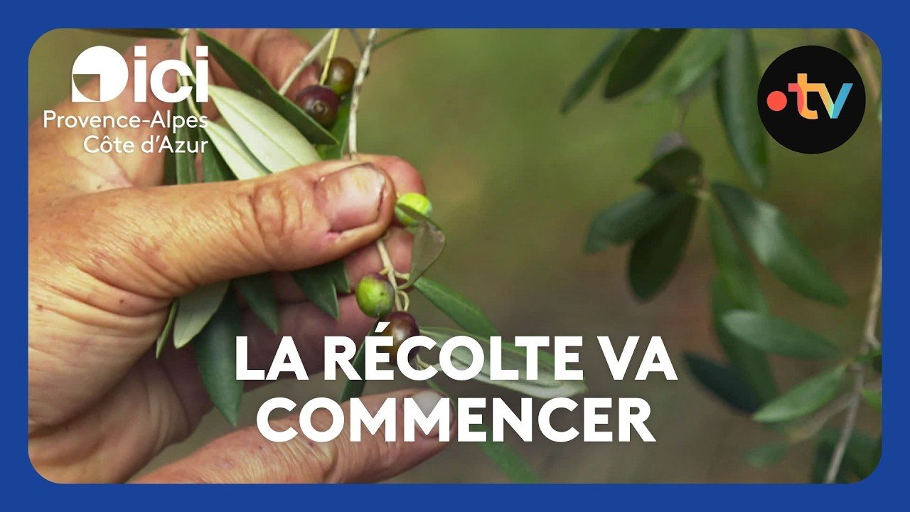 La récolte des olives de Nice va commencer !