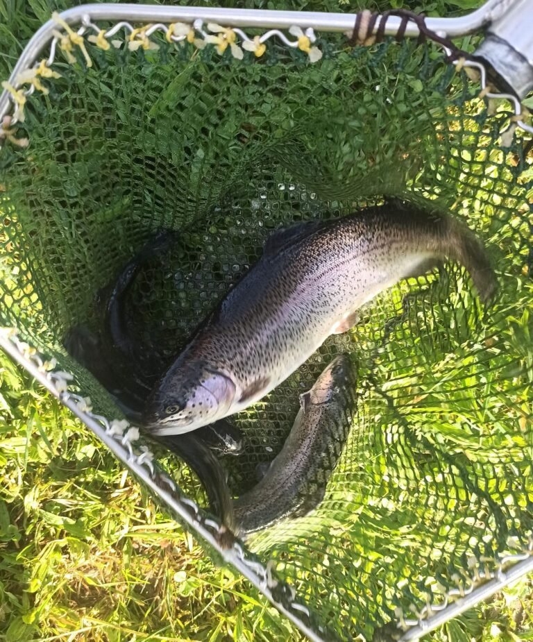 Latoue : 100kg de truites dans le lac, à vos cannes