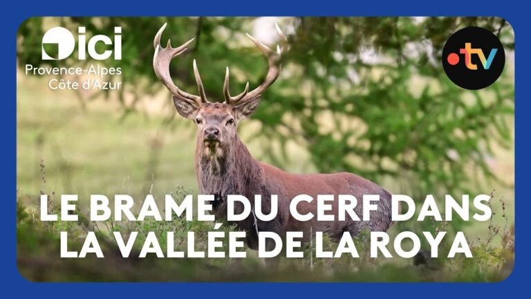 Le brame du cerf dans la vallée de la Roya