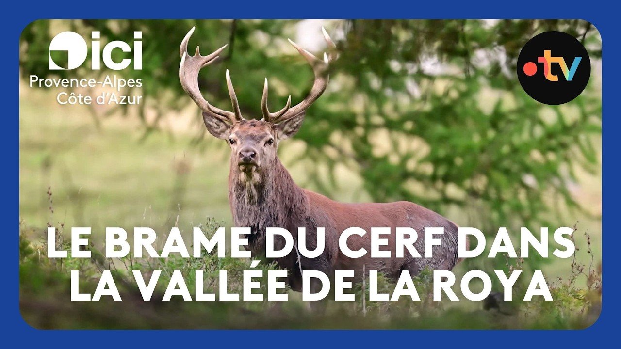 Le brame du cerf dans la vallée de la Roya
