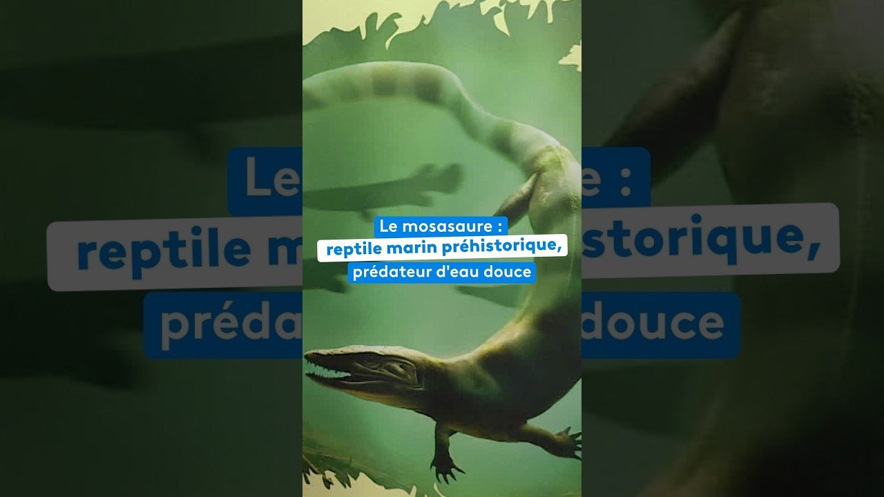 Le mosasaure :  reptile marin préhistorique, prédateur d&rsquo;eau douce