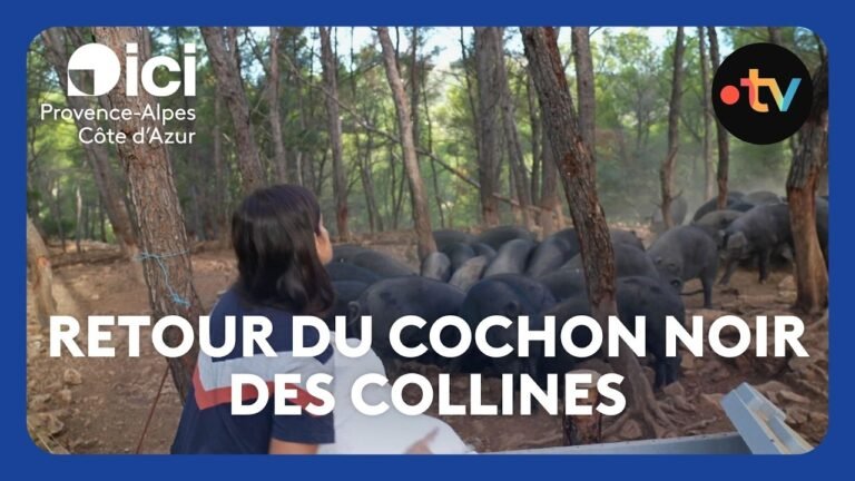 Le retour de l&rsquo;élevage du cochon noir des collines provençales