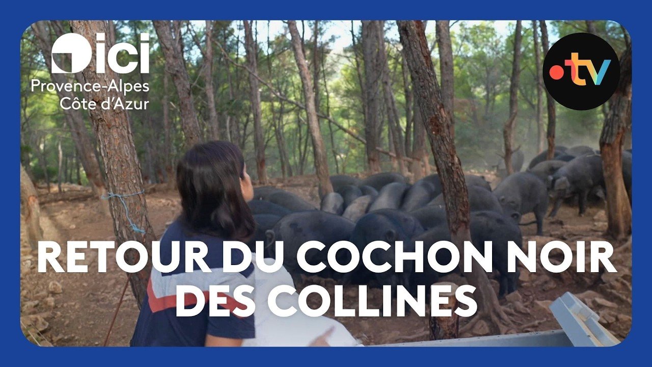 Le retour de l&rsquo;élevage du cochon noir des collines provençales
