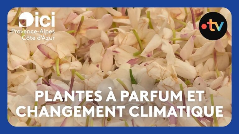 Les fleurs des parfums de Grasse souffrent de la sécheresse de l&rsquo;été 2026, les producteurs inquiets