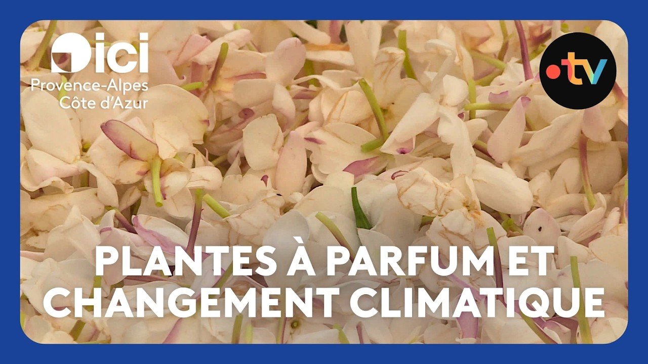 Les fleurs des parfums de Grasse souffrent de la sécheresse de l&rsquo;été 2026, les producteurs inquiets