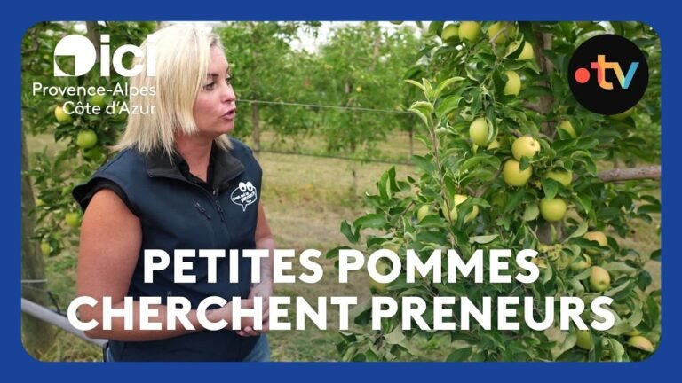 Les producteurs de pommes des Alpes cherchent des débouchés