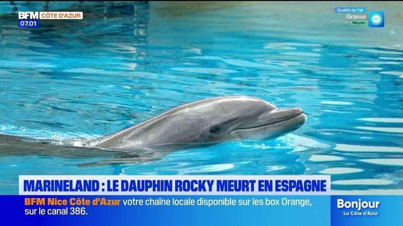 Mort du dauphin Rocky de Marineland : les associations de défense des animaux prennent la parole