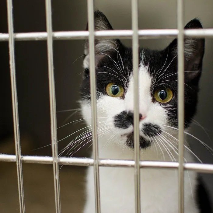 « On se demande s’ils ne vont pas mourir » : quatre chiens et une vingtaine de chats découverts affamés dans une maison  (Ouest-France)
