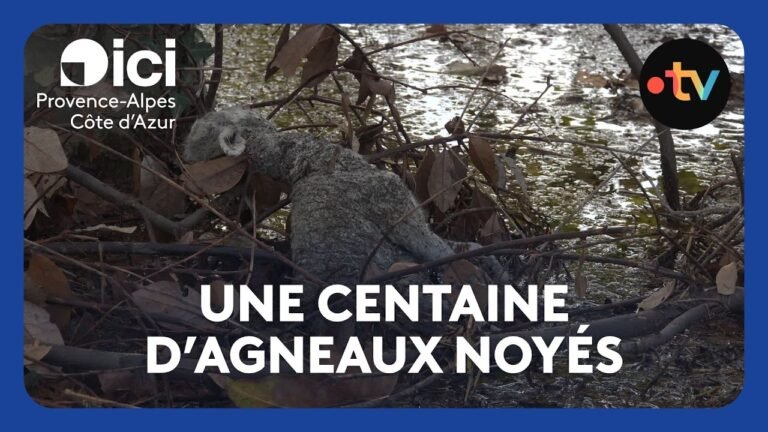 Pluies diluviennes et inondations : des centaines d&rsquo;agneaux morts noyés