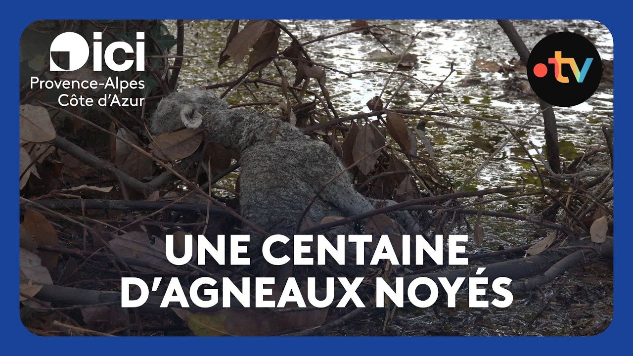 Pluies diluviennes et inondations : des centaines d&rsquo;agneaux morts noyés