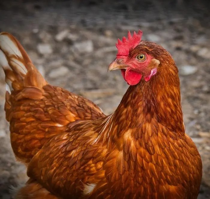 Plus de 600 poules destinées à l’abattoir ont été adoptées lors d’une opération de sauvetage  (Ouest-France)