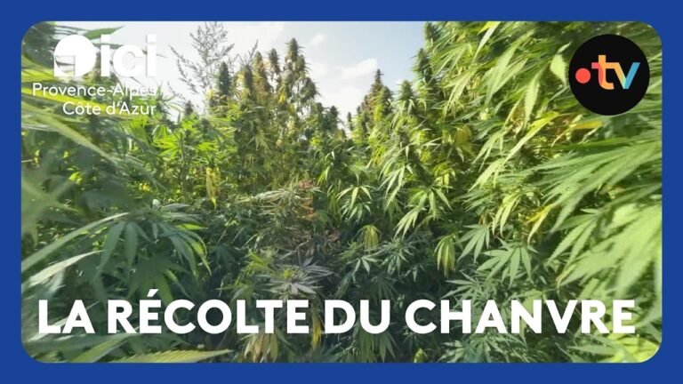 Récolte du chanvre dans les Alpes-Maritimes pour faire du CBD, des fibres ou encore de l&rsquo;isolant