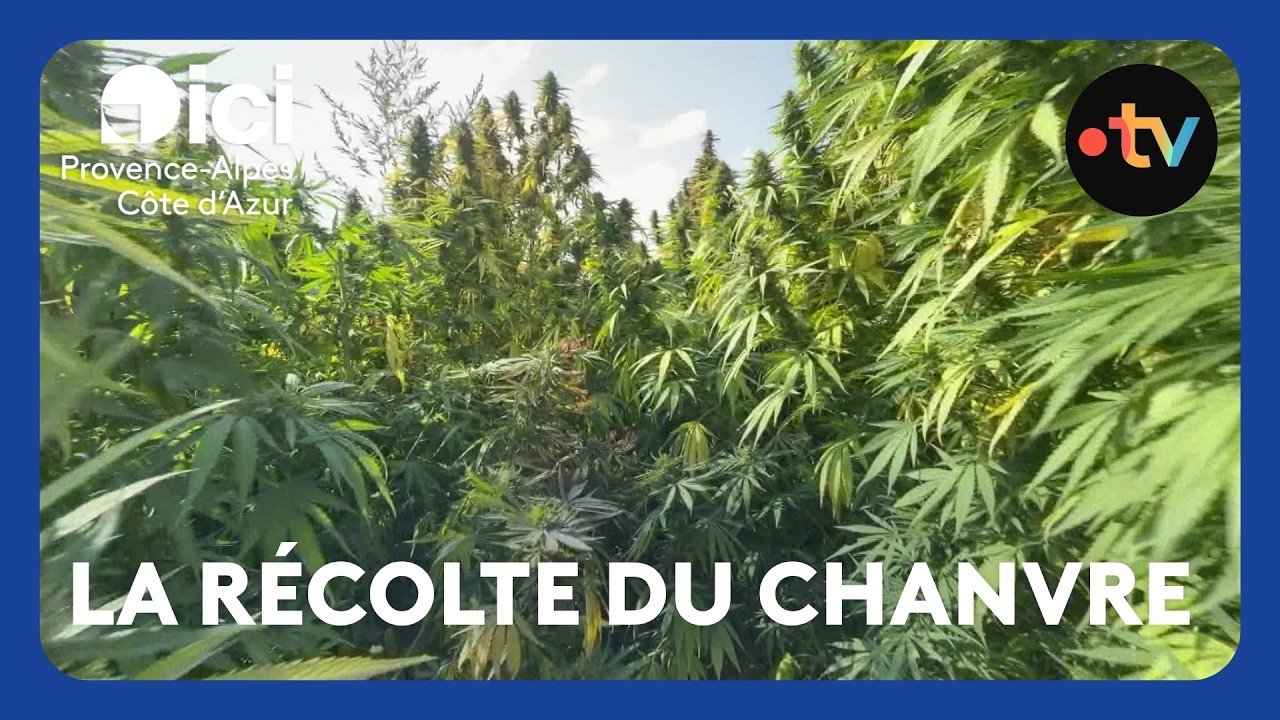 Récolte du chanvre dans les Alpes-Maritimes pour faire du CBD, des fibres ou encore de l&rsquo;isolant