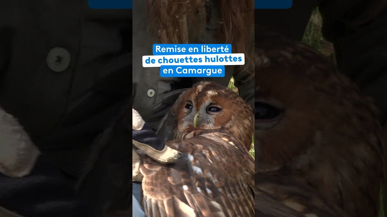 Remise en liberté de chouettes hulottes en Camargue