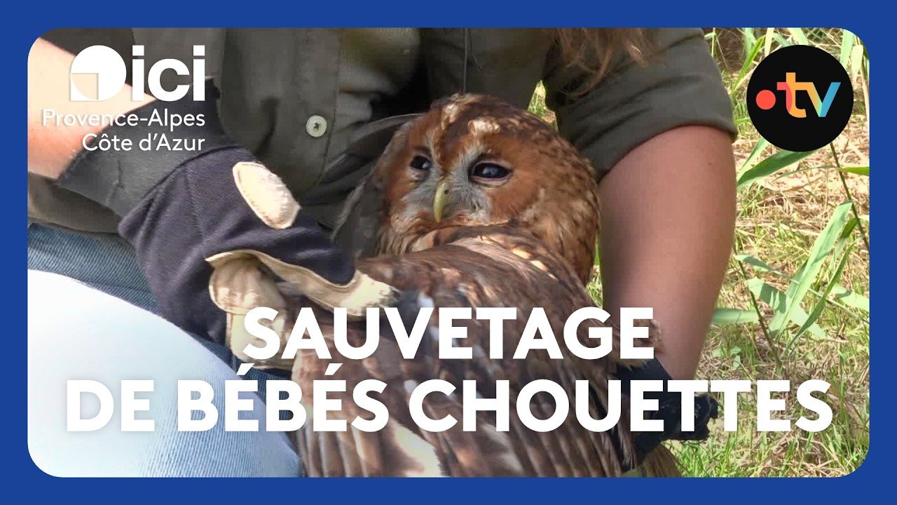 Soignées et remises en liberté, la seconde chance des chouettes de Camargue