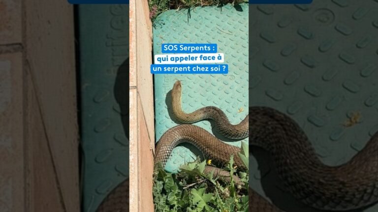 SOS Serpents : qui appeler face à un serpent chez soi ?